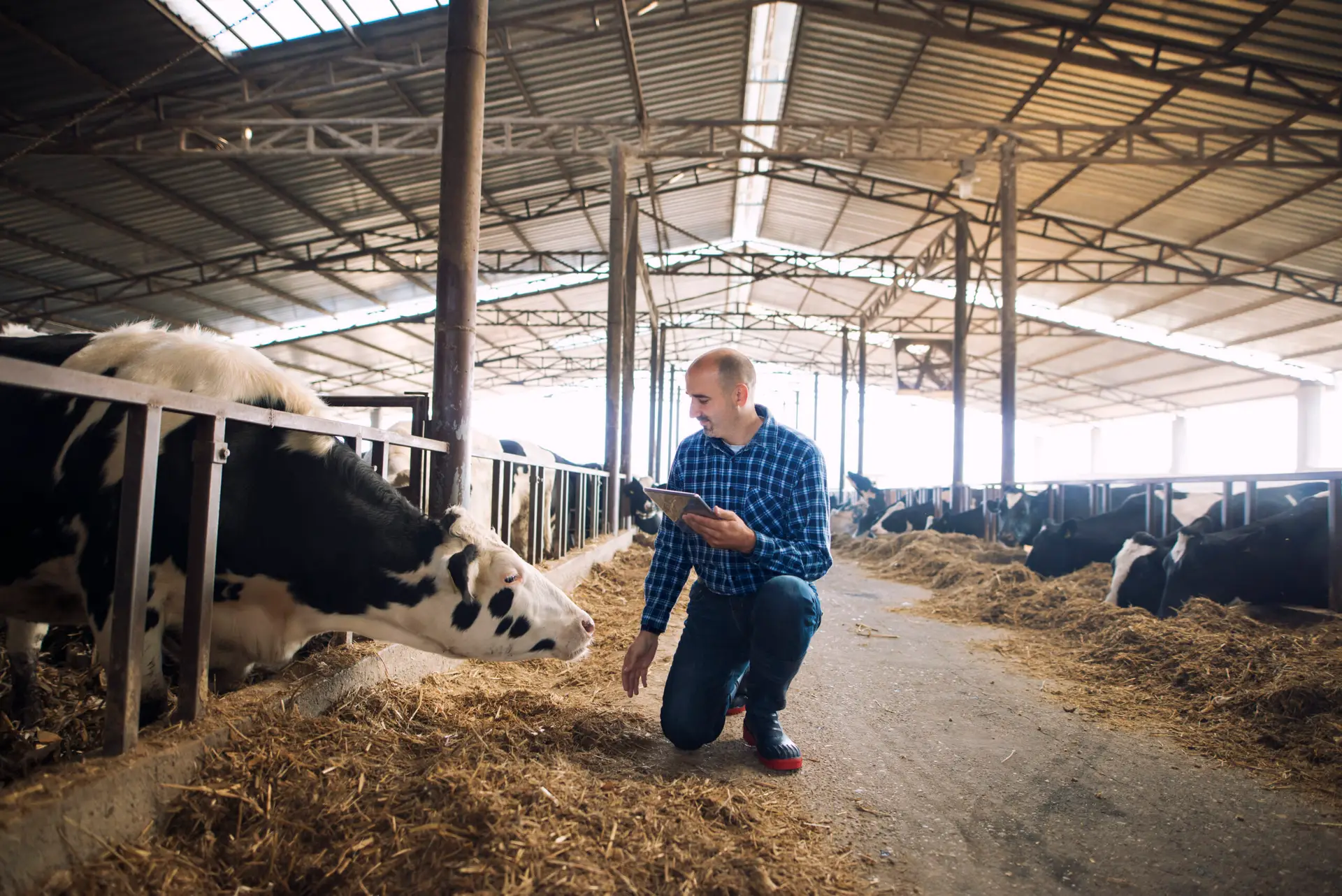 Cattleman holding tablet and observing domestic animals for milk production.